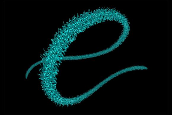 Elevate Your Digital Lettering with Procreate Brush - Savor Design 2 Last